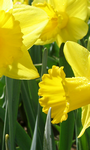 pic for  daffodil 480 800